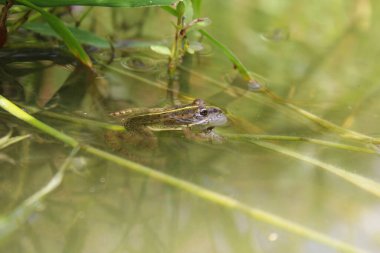 Yazın gölde kurbağa