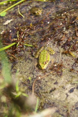 Sudaki kurbağa, görüntüyü kapat.
