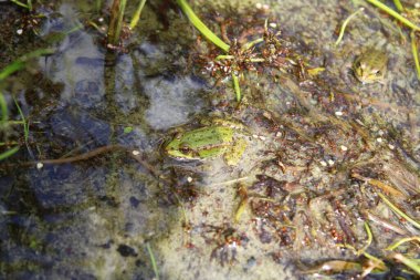 Yaz gününde bataklıkta kurbağa