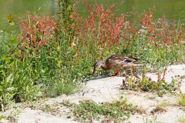 Göldeki vahşi ördek