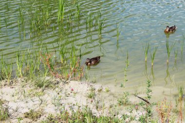 Göldeki iki kuş, yaklaşın.