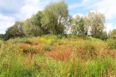 Ormanda tarlası olan bir manzara.