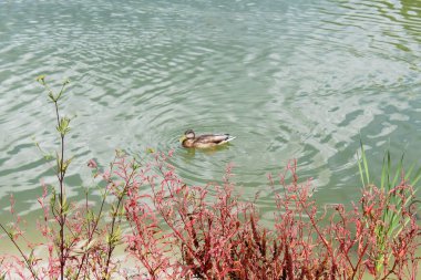 Vahşi ördekler gölde, sudaki bitkilerin arasında yüzerler.