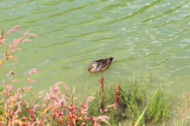 Vahşi ördekler gölde, sudaki bitkilerin arasında yüzerler.