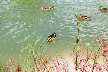 Vahşi ördekler gölde, sudaki bitkilerin arasında yüzerler.