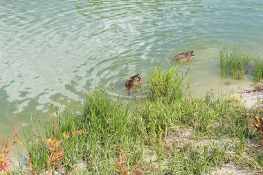 Vahşi ördekler gölde yüzer sudaki yeşil bitkilerin arasında