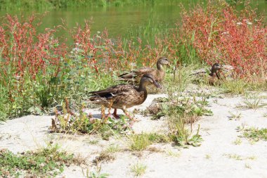 Güzel vahşi ördek kumların üzerinde yeşil bir gölün yakınındaki renkli çimlerde