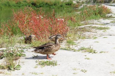 Güzel vahşi ördek kumların üzerinde yeşil bir gölün yakınındaki renkli çimlerde