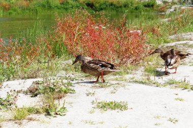Güzel vahşi ördek kumların üzerinde yeşil bir gölün yakınındaki renkli çimlerde
