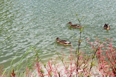  Vahşi ördekler gölde, sudaki bitkilerin arasında yüzerler.