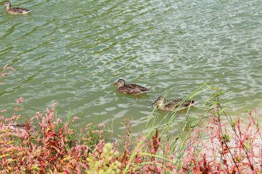 Sudaki ördek, gölde yüzen ördek