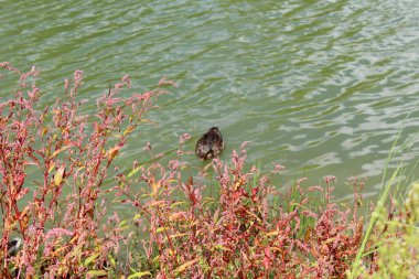 Vahşi ördekler gölde, sudaki bitkilerin arasında yüzerler.