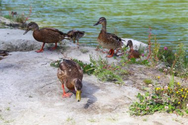  Yeşil bir göl kenarındaki güzel vahşi ördekler. Çayırların ve çiçeklerin arasında. Yaban ördekleri.