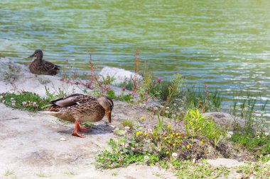  Yeşil bir göl kenarındaki güzel vahşi ördekler. Çayırların ve çiçeklerin arasında. Yaban ördekleri.