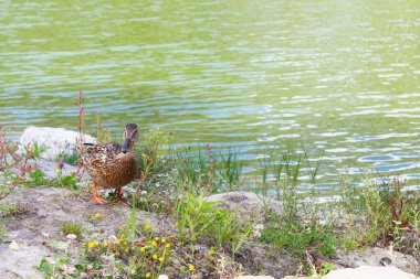  Yeşil bir göl kenarındaki güzel vahşi ördekler. Çayırların ve çiçeklerin arasında. Yaban ördekleri.