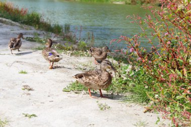  Yeşil bir göl kenarındaki güzel vahşi ördekler. Çayırların ve çiçeklerin arasında. Yaban ördekleri.