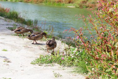 Doğadaki vahşi ördekler, yeşil bir göl kenarındaki güzel vahşi ördekler çayırların ve çiçeklerin arasında, vahşi ördekler.