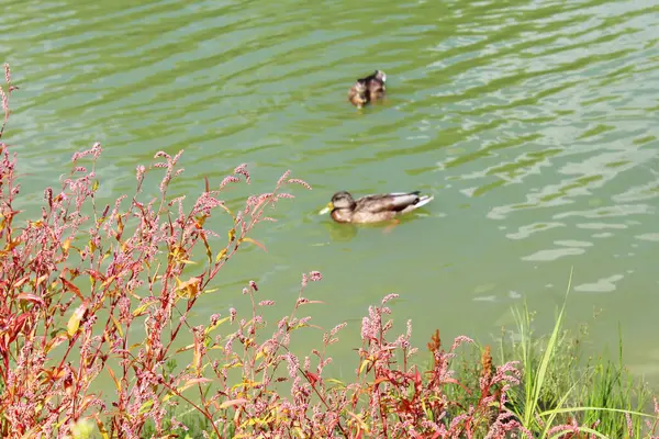 Vahşi ördekler gölde, sudaki bitkilerin arasında yüzerler.