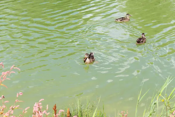Vahşi ördekler gölde, sudaki bitkilerin arasında yüzerler.