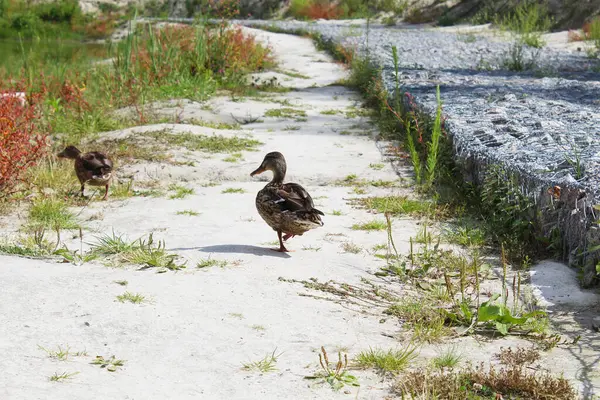 Parktaki bir grup kaz..