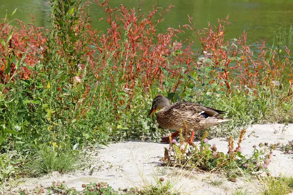 Güzel vahşi ördek kumların üzerinde yeşil bir gölün yakınındaki renkli çimlerde