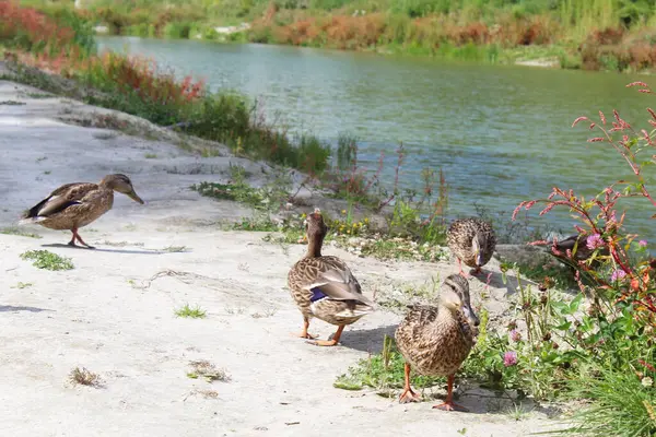  Yeşil bir göl kenarındaki güzel vahşi ördekler. Çayırların ve çiçeklerin arasında. Yaban ördekleri.