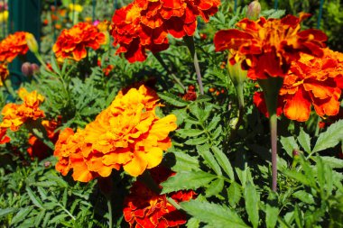 Yaz bahçesinde güzel portakal çiçekleri. Yakın çekim. seçici odak