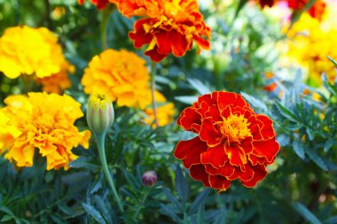 Bahçede parlak kırmızı kadife çiçekleri