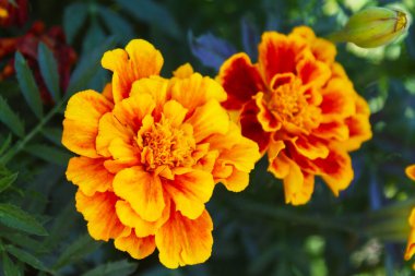 marigold yellow flowers in the park.