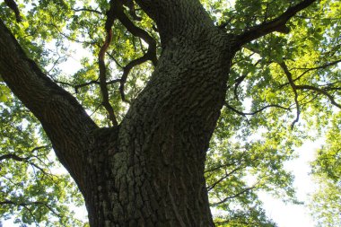 Ormandaki ağaç dalları