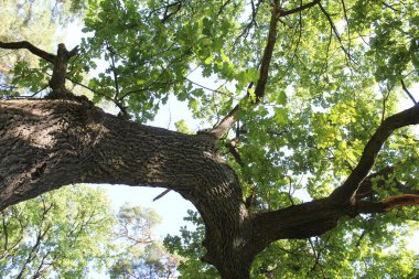 ağaç dalları doğa