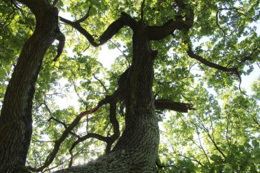 Ormandaki ağaç dalları