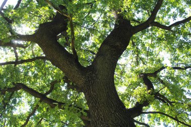 Ağaç gövdesi, bitki örtüsü ve doğa