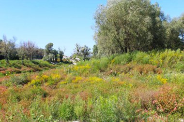 Yeşil ağaçlar, kırmızı sarı ve yeşil çayırlar olan güzel yaz manzarası.