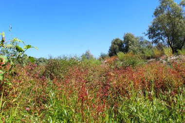 Yeşil ağaçlar, kırmızı sarı ve yeşil çayırlar olan güzel yaz manzarası.
