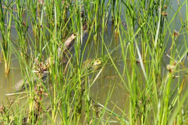Göldeki yeşil sazlıklar.