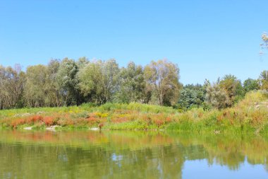 Ağaçları ve yeşil nehri olan güzel bir manzara.
