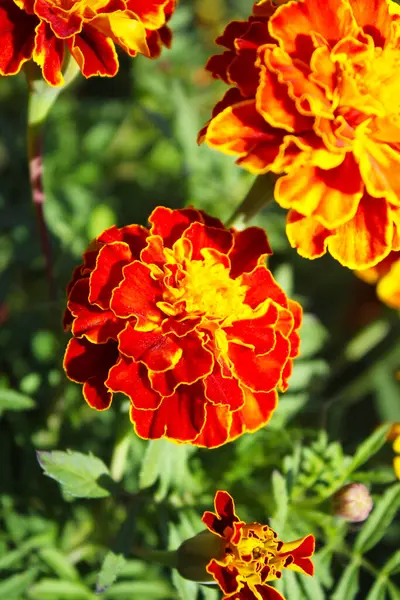 Parlak turuncu ve sarı renkli yatakta kırmızı kadife çiçekleri. Kadife çiçeği eski, eski ve parlak turuncu çiçektir..