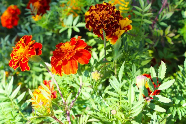 Turuncu kadife çiçekleri yazın bahçede..