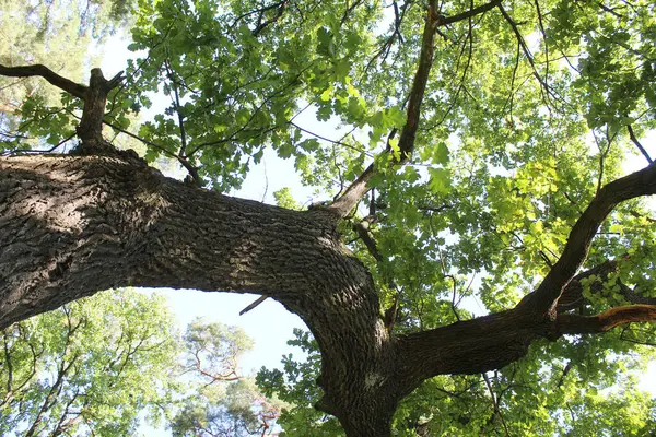 ağaç dalları doğa