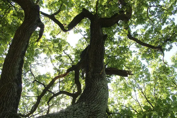 Ormandaki ağaç dalları