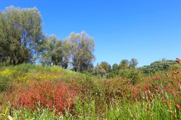 Yeşil ağaçlar, kırmızı sarı ve yeşil çayırlar olan güzel yaz manzarası.