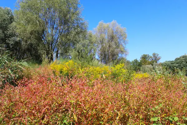 Yeşil ağaçlar, kırmızı sarı ve yeşil çayırlar olan güzel yaz manzarası.