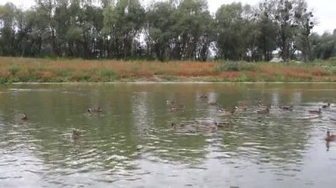 Gölde ördek sürüsü