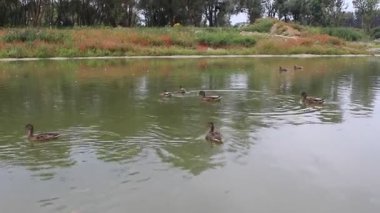 Ördekler suda yüzer, ördekler suda.