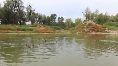 Ördekler suda yüzer, ördekler suda.