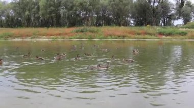 Ördekler suda yüzer, ördekler suda.