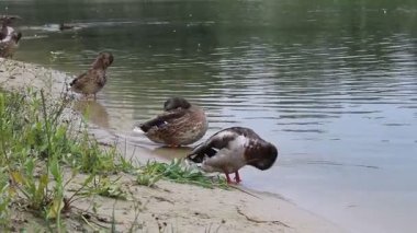 Parktaki gölde yüzen ördekler.