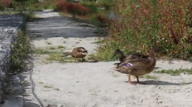 Parktaki ördekler