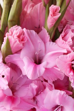 Çiçek arkaplan pembe gladiolus çiçekleri yakın plan